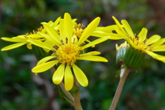 晩秋庭の花３