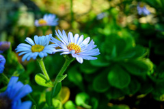 朝庭の花