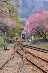 渡良瀬渓谷鉄道の春