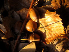 どんぐり・散歩道端