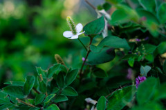 ドクダミも可憐です。