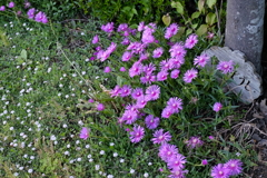 梅雨前に咲く２