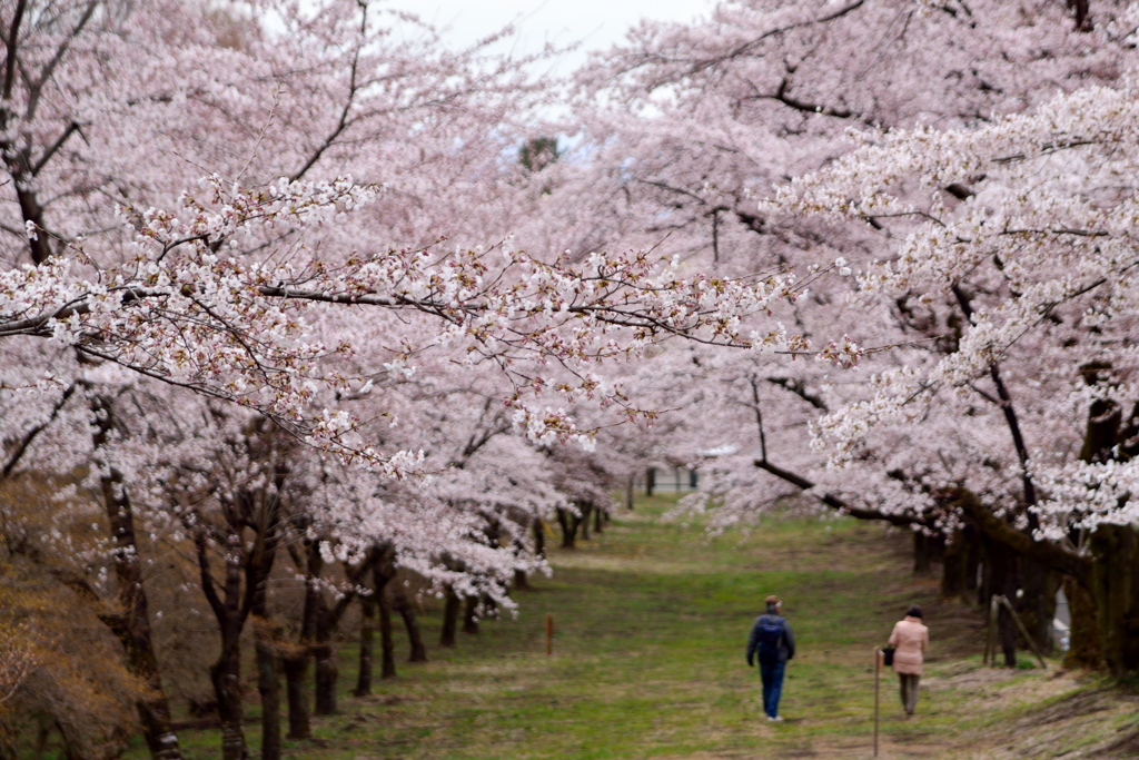 千本桜の眺め