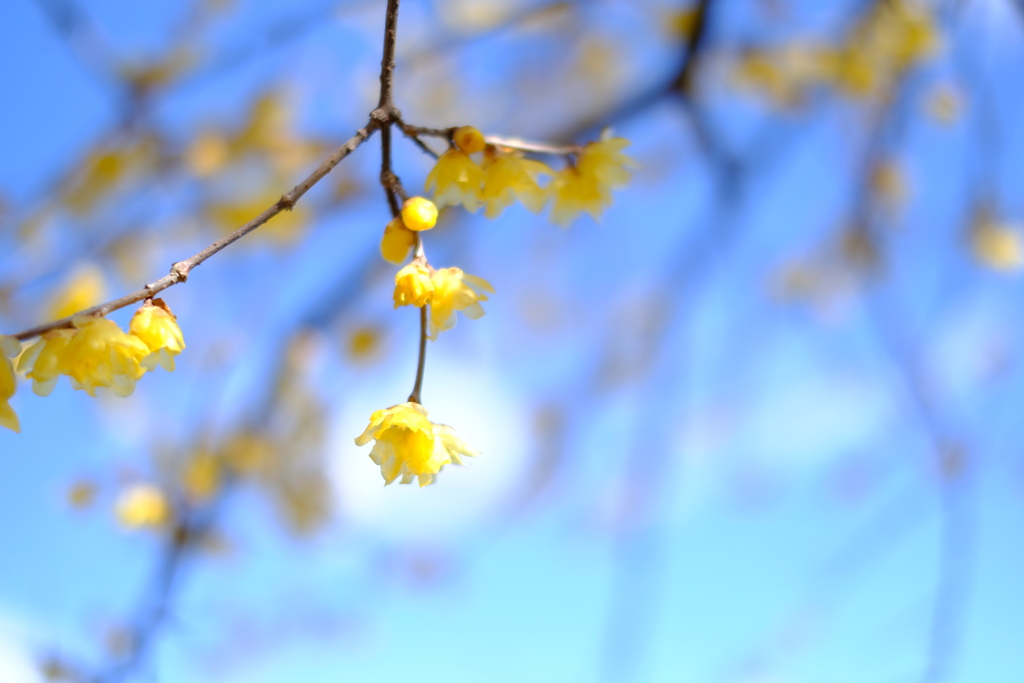 今を咲く一生懸命