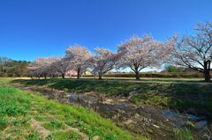 桜桜２