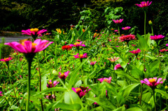 暑さなんのその２