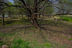 これから芽吹きだー