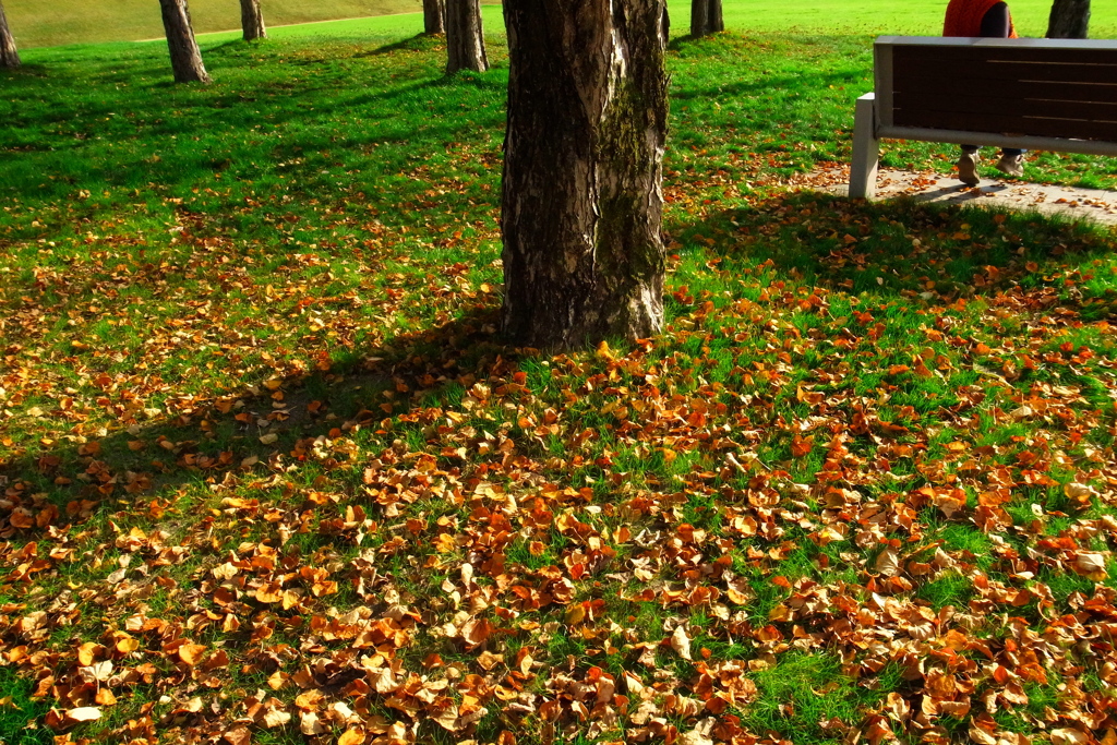 秋のジュータン