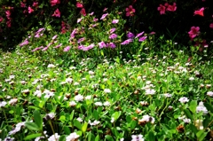 コーヒー館花壇