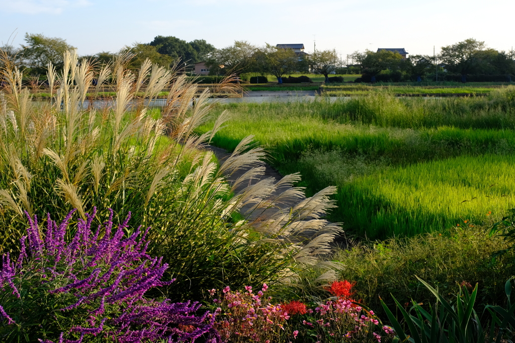 秋色のグラデーション