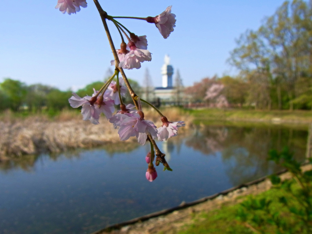 しだれ桜を通して観る