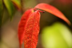 小盆栽の紅葉２