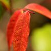 小盆栽の紅葉２