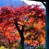 一本だけ紅葉