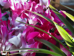 シクラメン試写