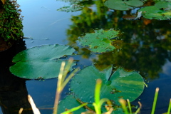 もう花はないよ