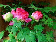 時にかなって麗しい２