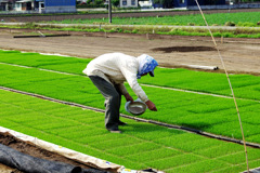 田植え準備中