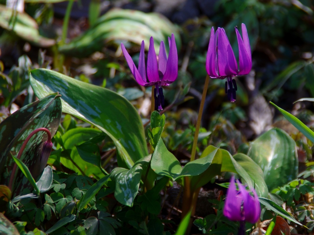 カタクリが咲いた