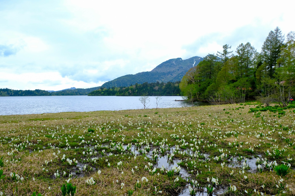 お久しぶり尾瀬沼