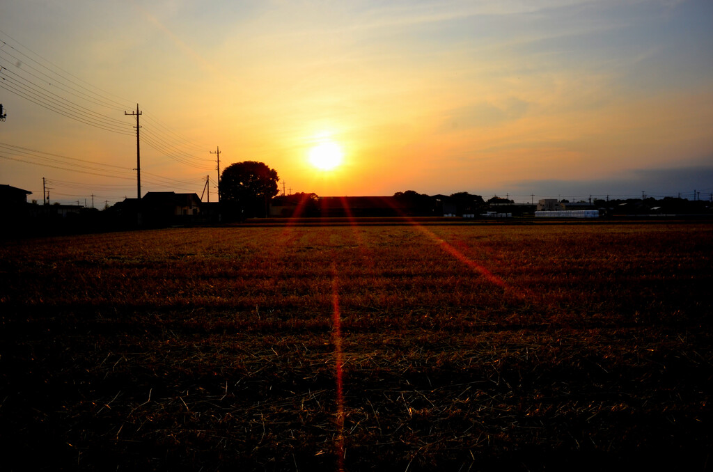 夕日と欅