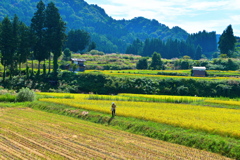 実りの秋風景