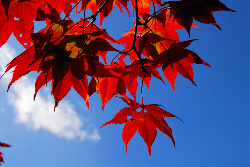 紅葉の彩