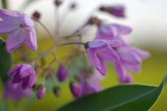 池之端に咲く２