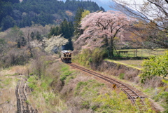桜と渡良瀬鉄道