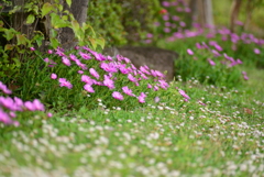 高原に咲く風情