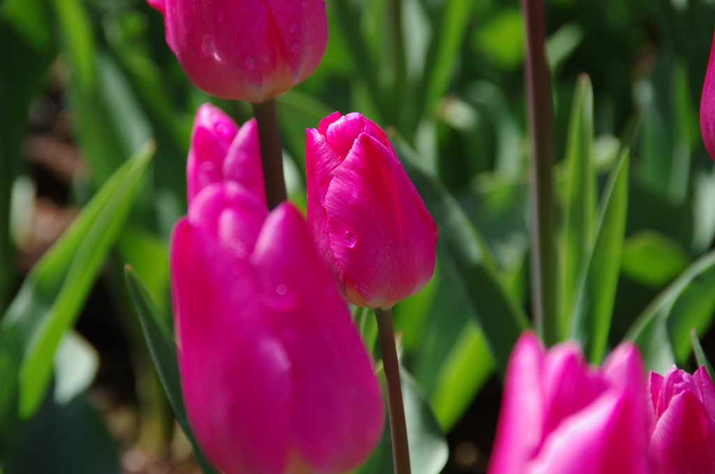 チューリップです。