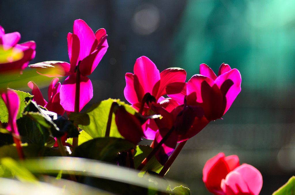 窓辺のシクラメン