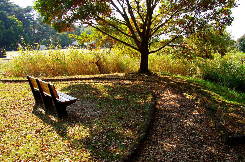 ピクニックで見つけたベンチ
