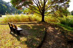 ピクニックで見つけたベンチ