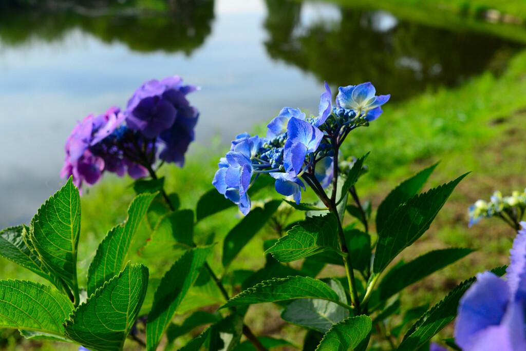 紫陽花の季節