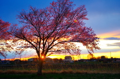 夕焼けに咲く