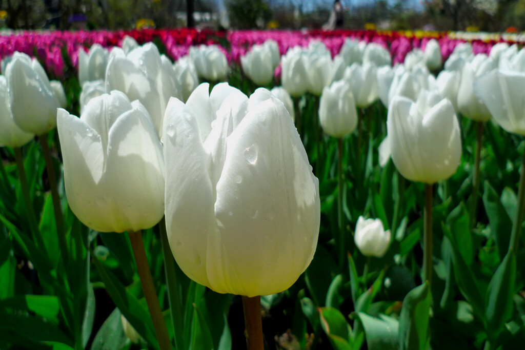 春の代表の花です。