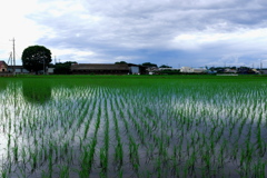 梅雨真っただ中の稲田