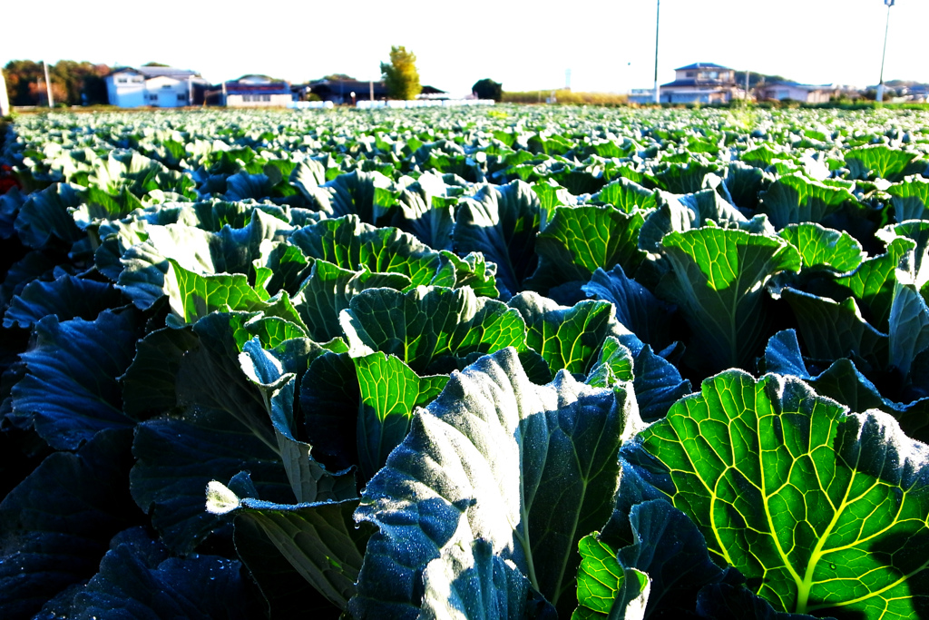 キャベツ畑の朝