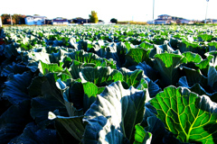 キャベツ畑の朝