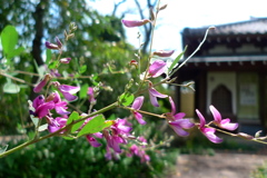 萩の咲く寺
