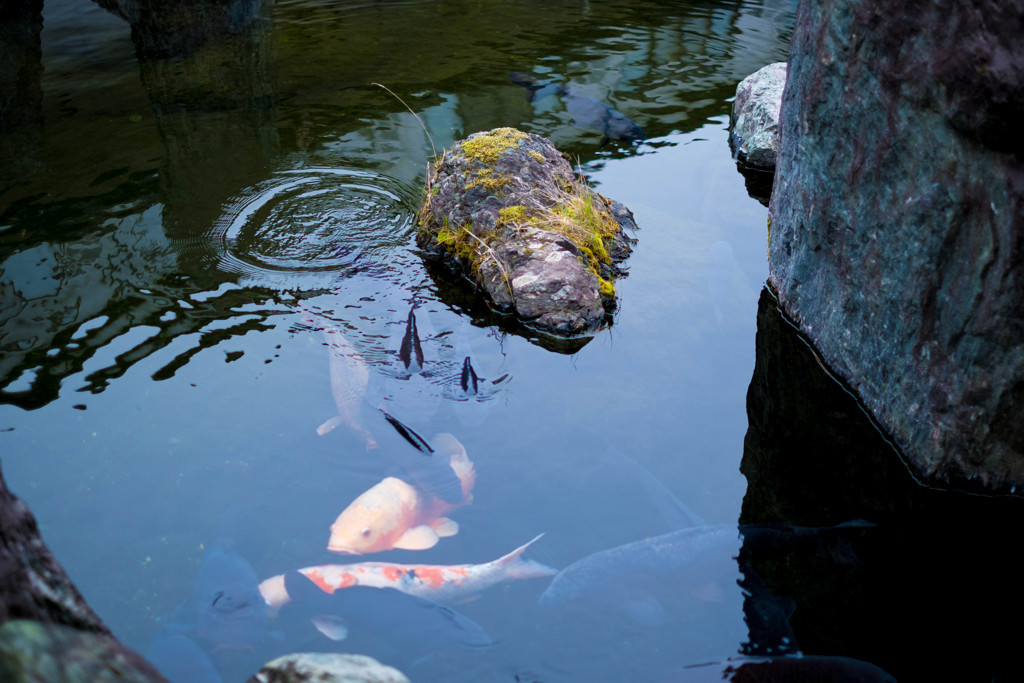 鯉の泳ぐ庭園