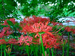 秋晴れににっこり。