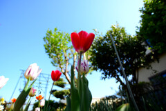 チューリップ３