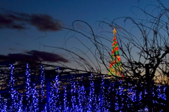 日没に浮かぶツリー