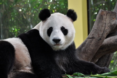 広東動物園の顔