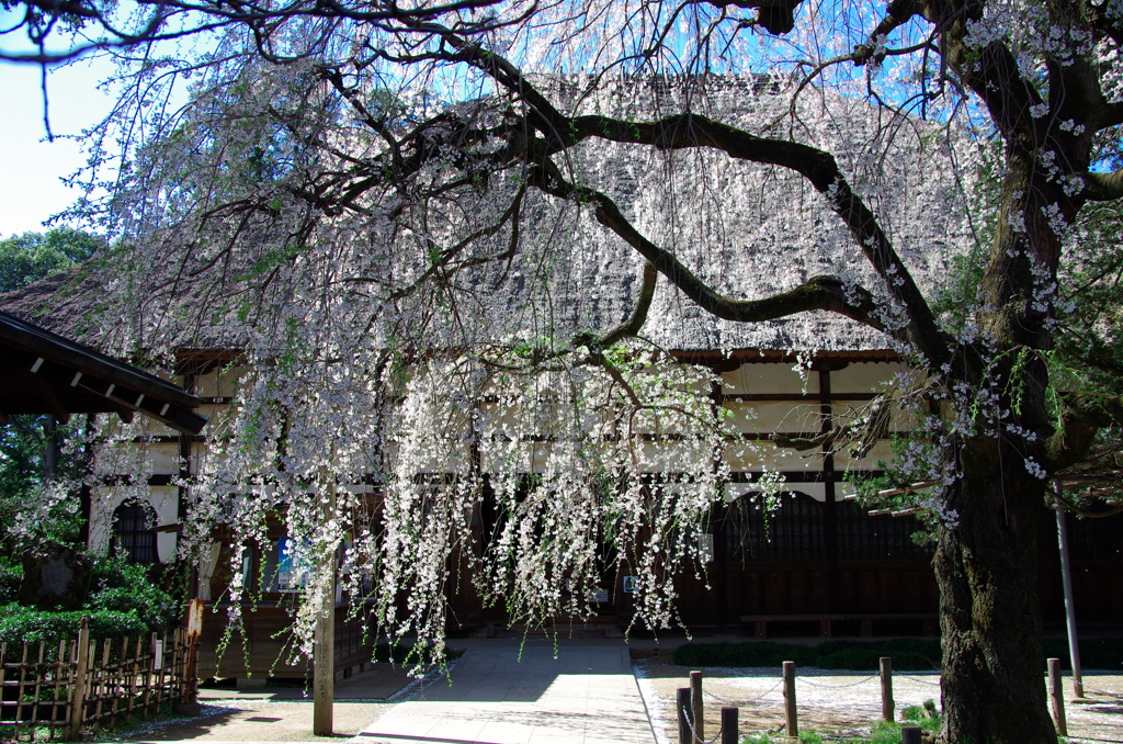 茂林寺に咲く