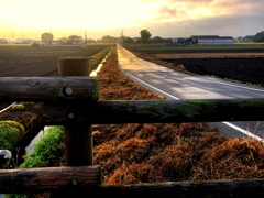露入り雨あがり