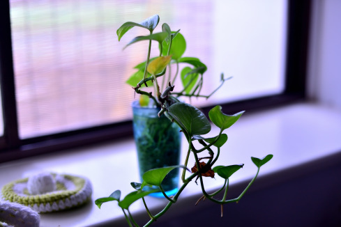 窓辺のなごみ