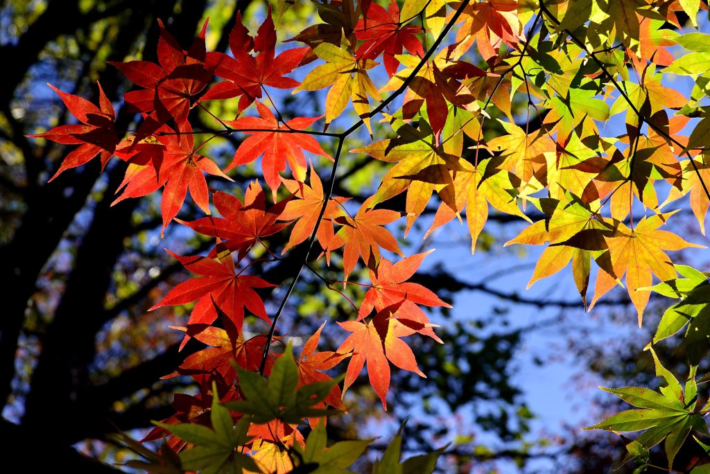 山の紅葉１